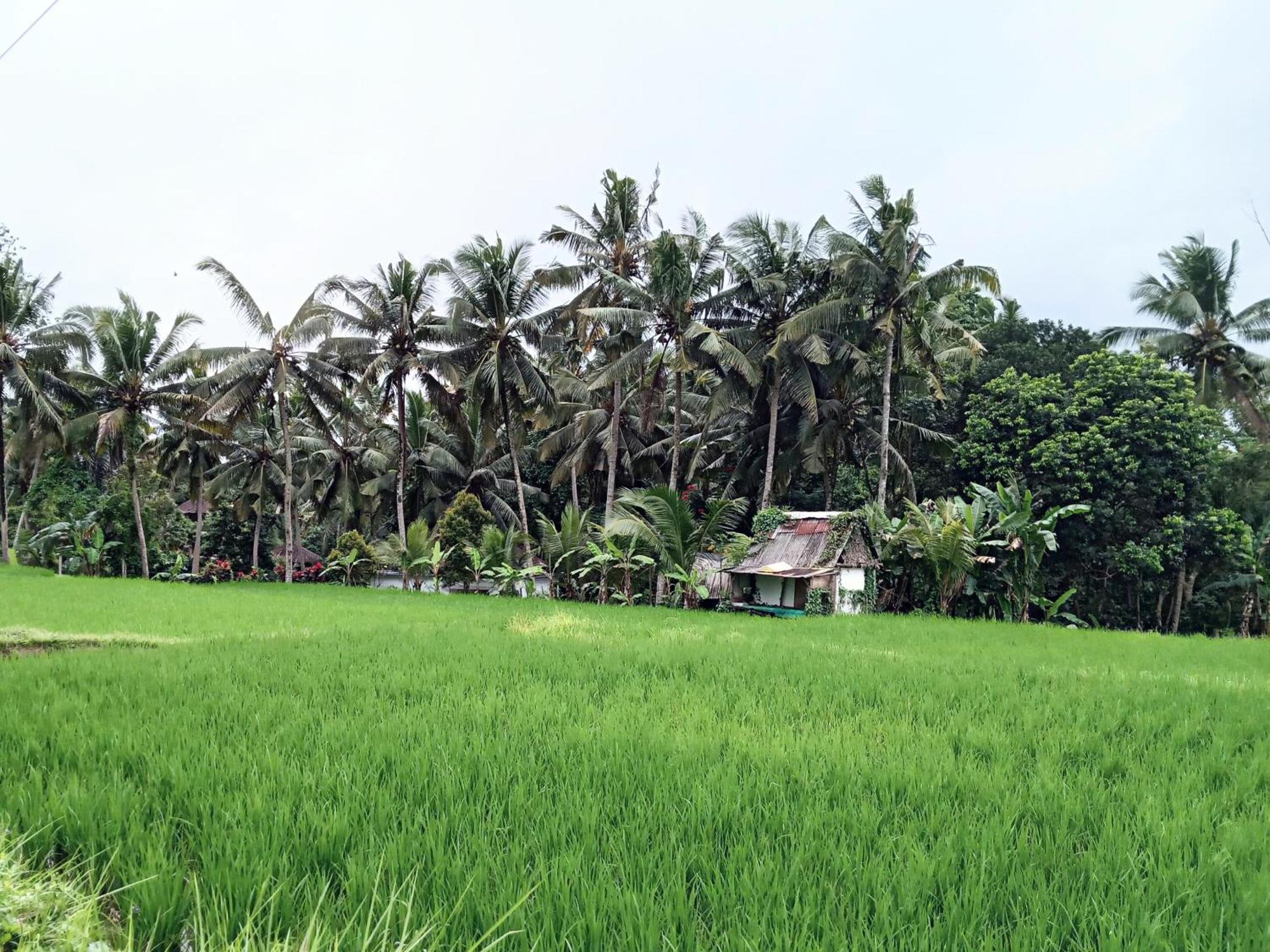 Mandala Blu Wellness Hotel Ubud Buitenkant foto