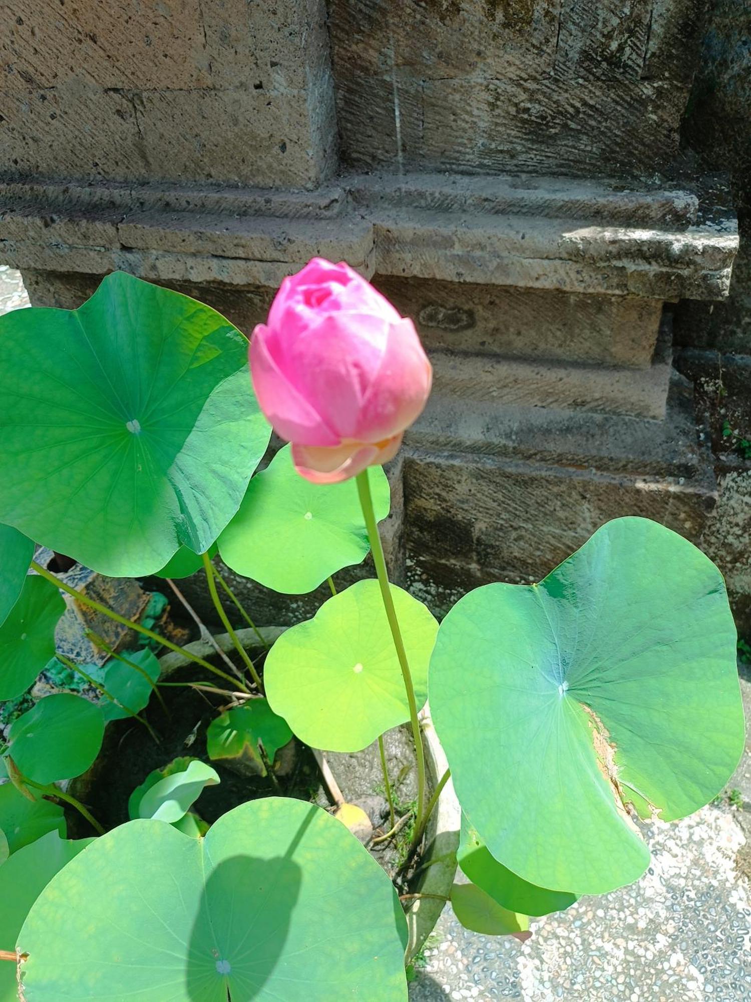 Mandala Blu Wellness Hotel Ubud Buitenkant foto